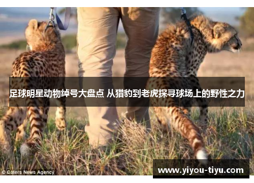 足球明星动物绰号大盘点 从猎豹到老虎探寻球场上的野性之力